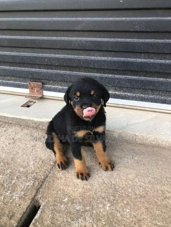 Rottweiler පැටව්