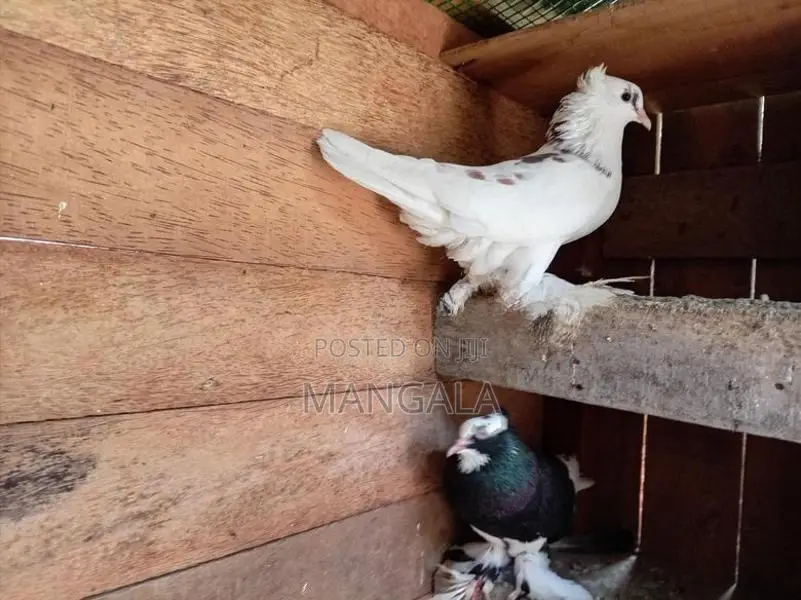 Pigeons