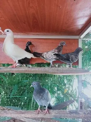 Pakistan Pigeon