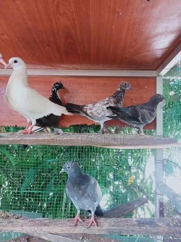 Pakistan Pigeon