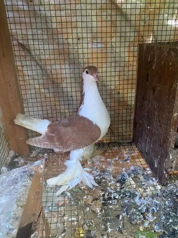 Pigeon
