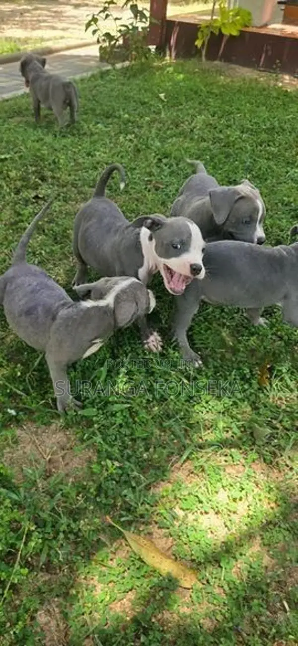 American Bully Puppies