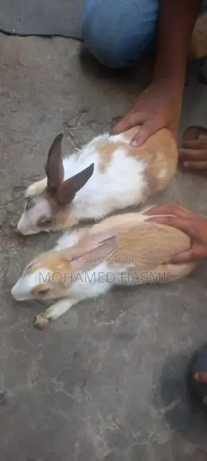 Rabbits