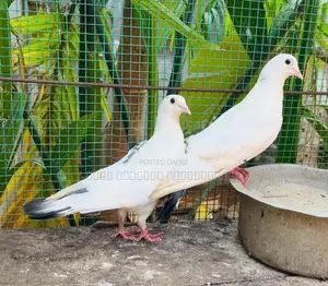 Timing Pigeon
