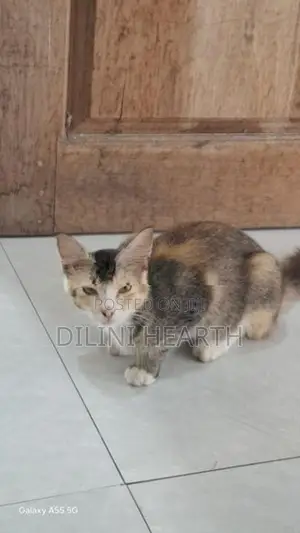Pashion Mix Cat