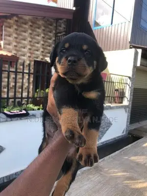 Rottweiler පැටව්