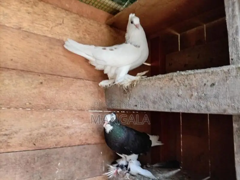 Pigeons