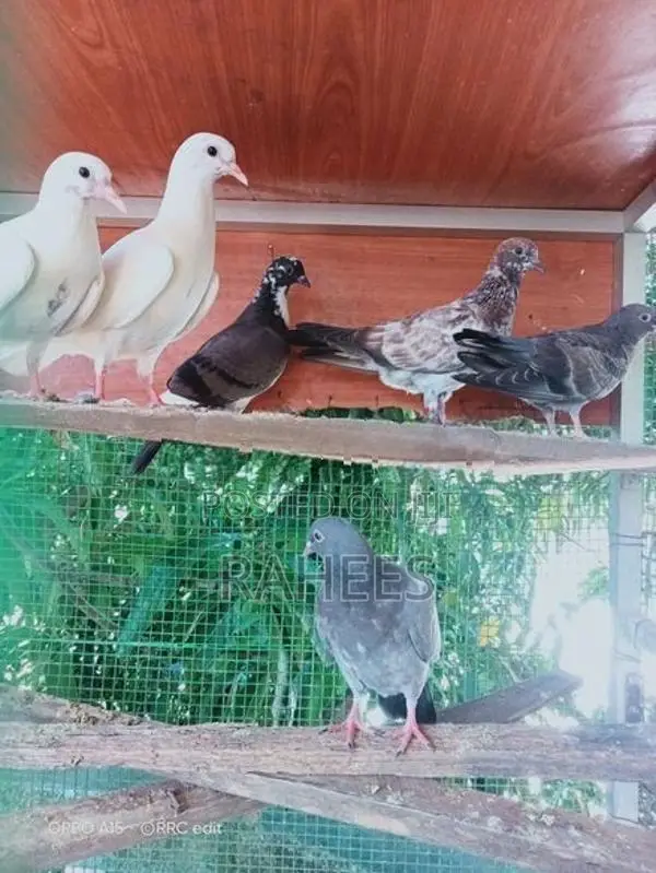Pakistan Pigeon