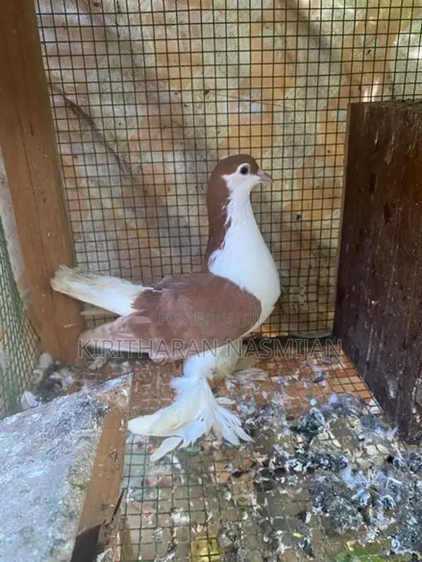 Pigeon