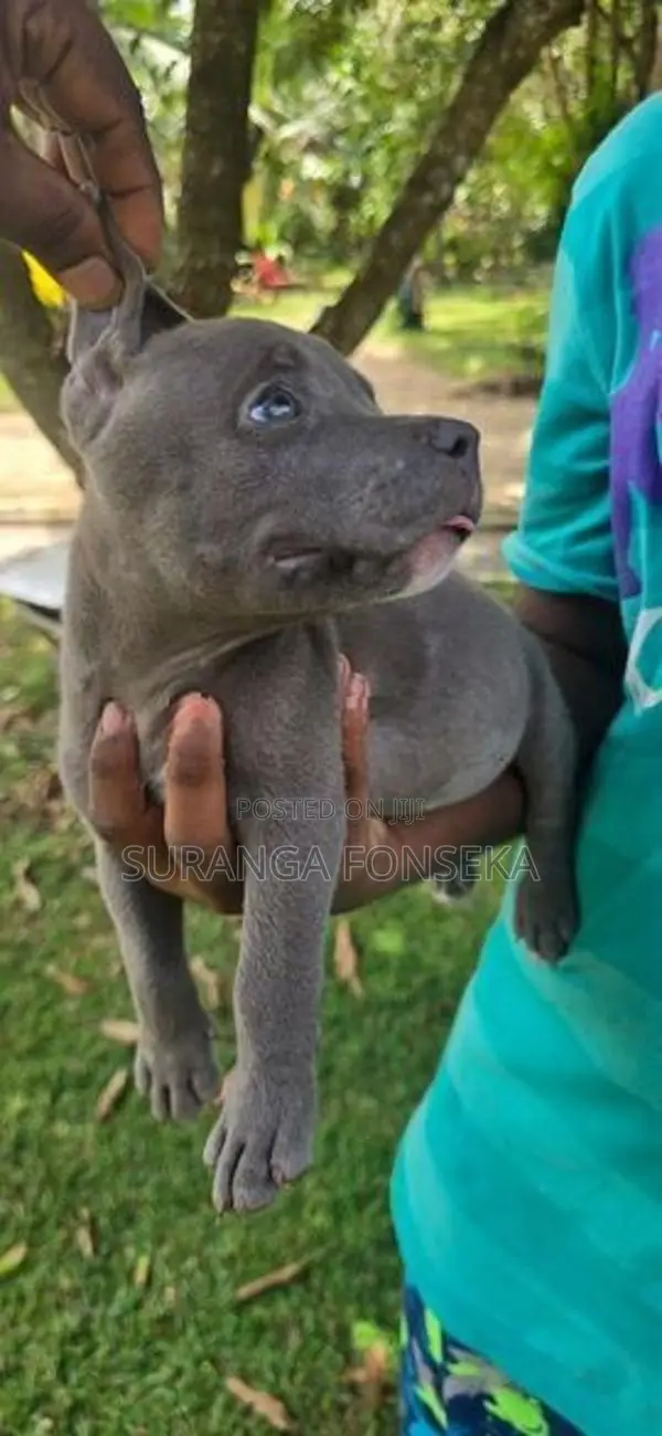 American Bully Puppies