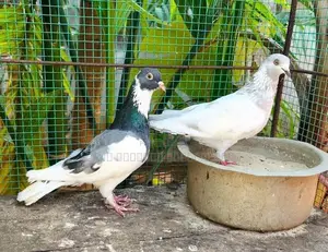 Timing Pigeon