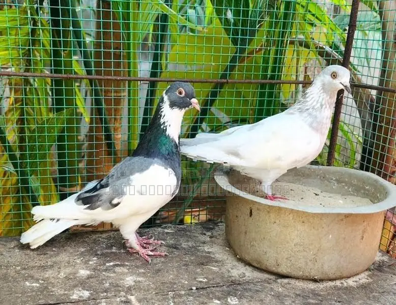 Timing Pigeon