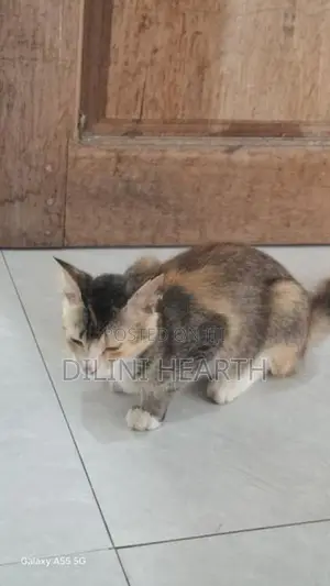 Pashion Mix Cat