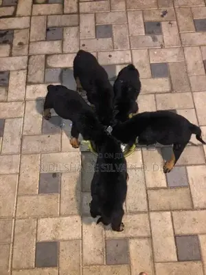 Rottweiler පැටව්