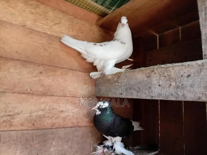 Pigeons