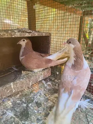 Pigeon