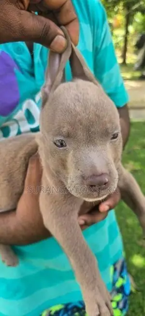 American Bully Puppies