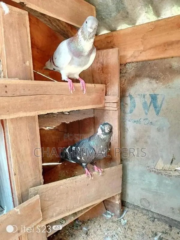 පරවියන්