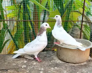 Timing Pigeon