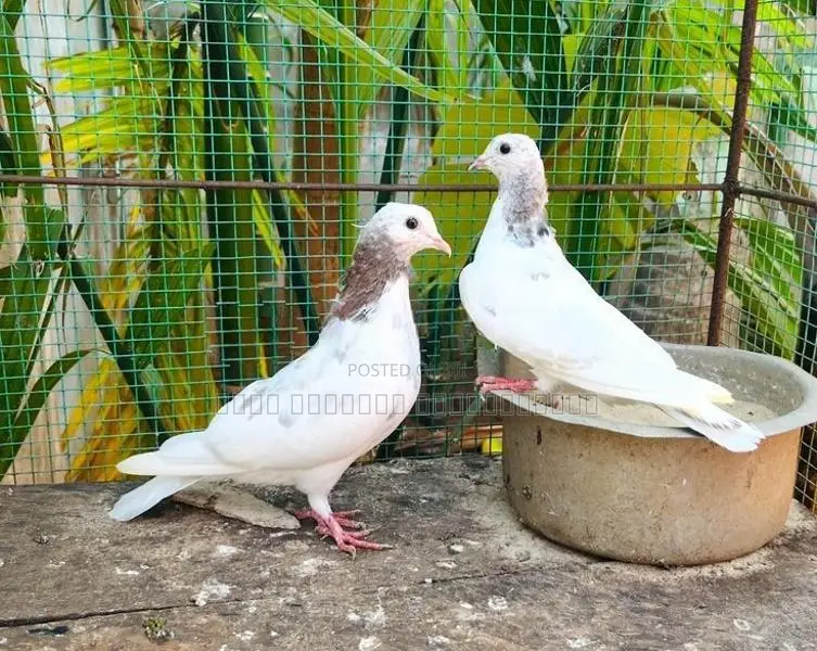 Timing Pigeon