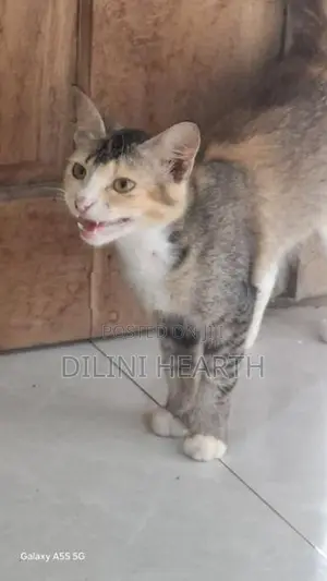 Pashion Mix Cat