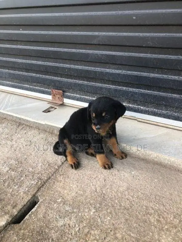 Rottweiler පැටව්