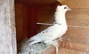 Pigeons