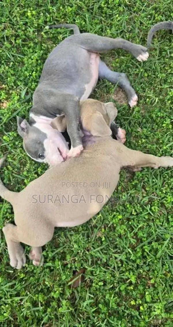 American Bully Puppies