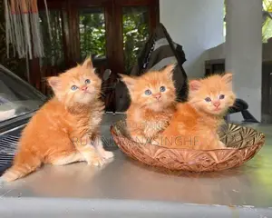 Healthy Persian Kittens