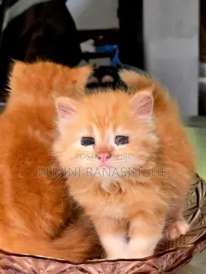 Healthy Persian Kittens