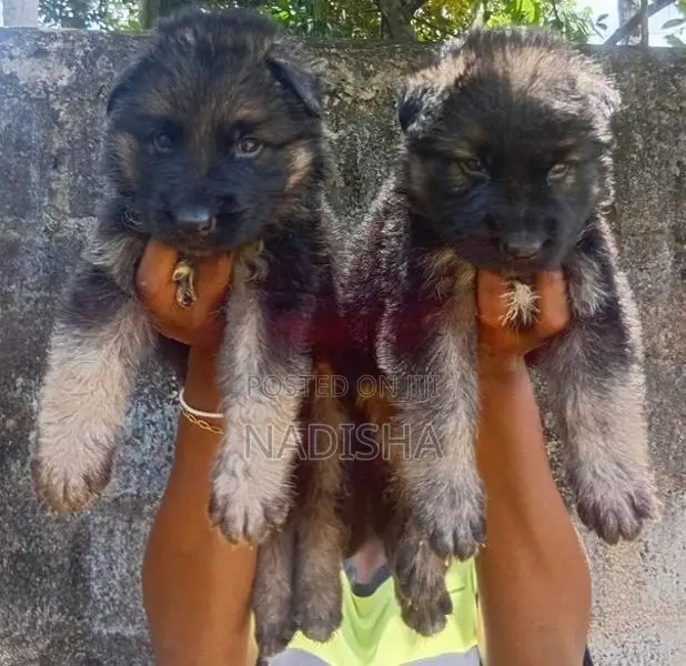 German Shepherd Puppies