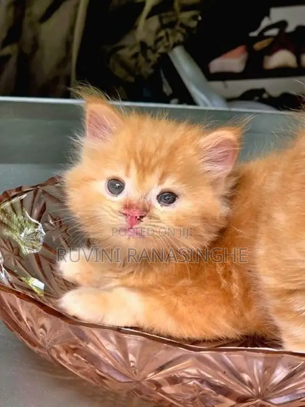 Healthy Persian Kittens