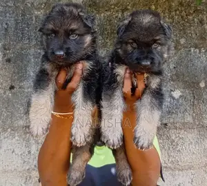 German Shepherd Puppies
