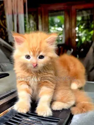 Healthy Persian Kittens