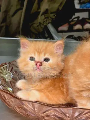 Healthy Persian Kittens