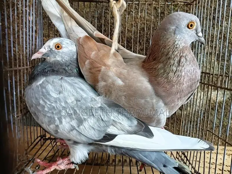 Pigeons