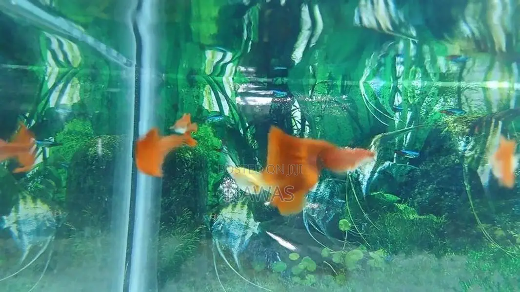 Full Red Albino Guppy