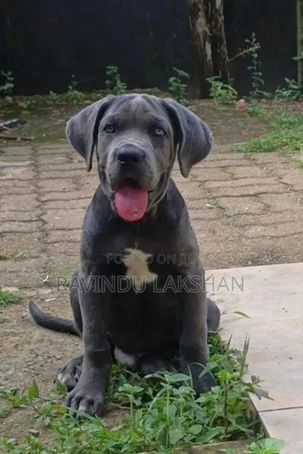 Cane Corso Puppy