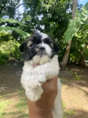 Shih Tzu Puppies