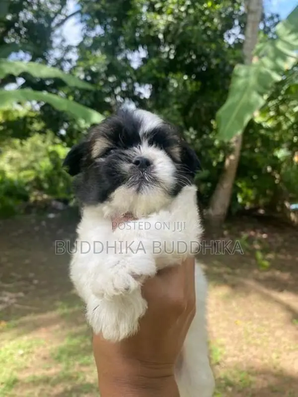 Shih Tzu Puppies