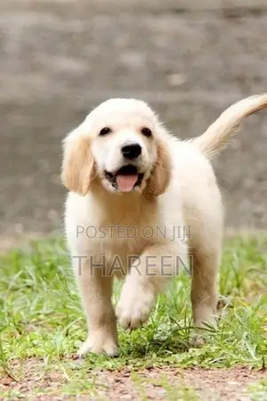 Golden Retriever Puppies