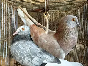 Pigeons