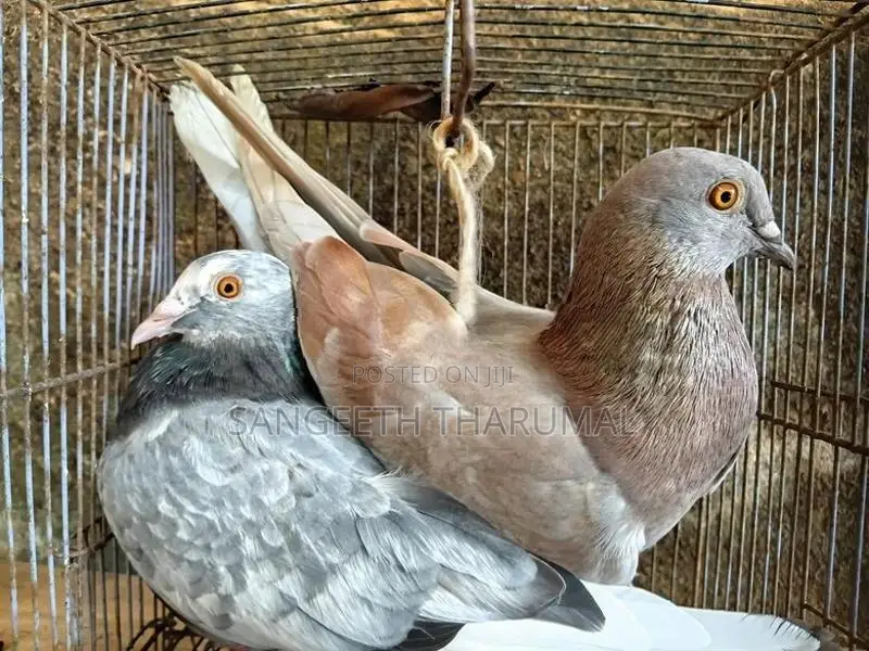 Pigeons