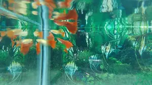 Full Red Albino Guppy