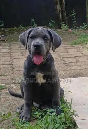 Cane Corso Puppy