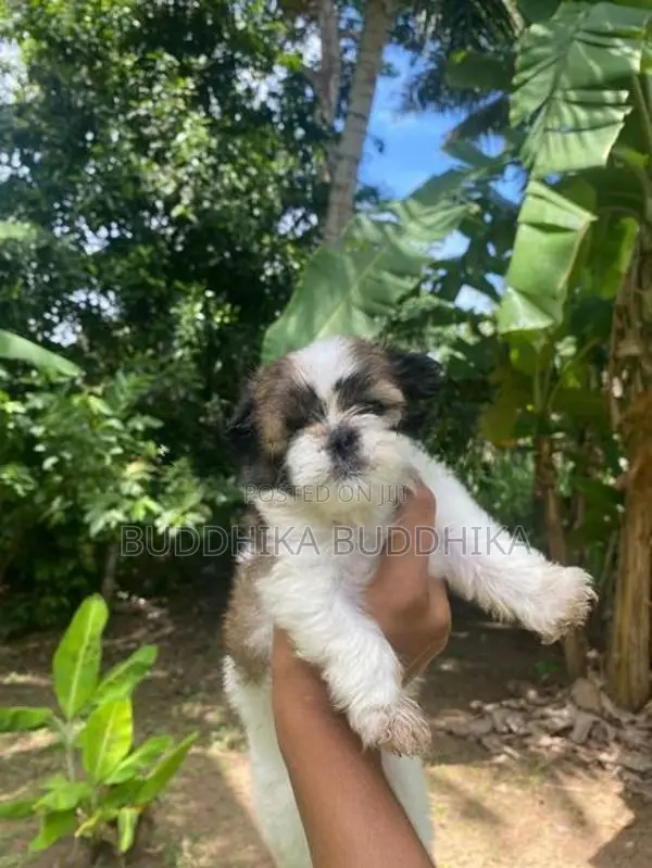 Shih Tzu Puppies
