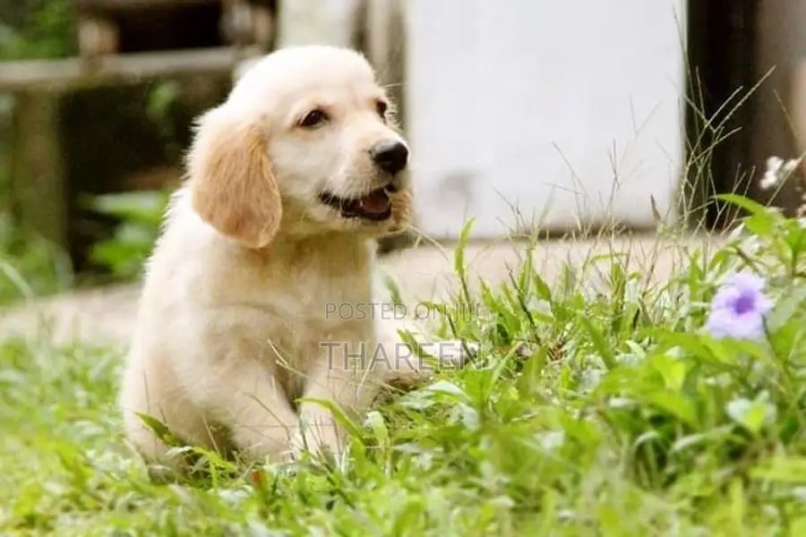 Golden Retriever Puppies