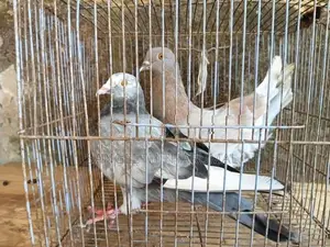 Pigeons