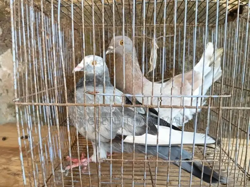 Pigeons