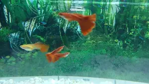Full Red Albino Guppy